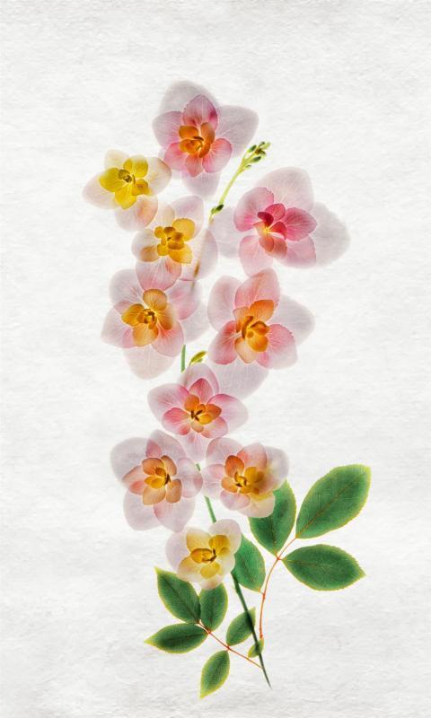 BorrelliPa-Blooms_Photo_20x12