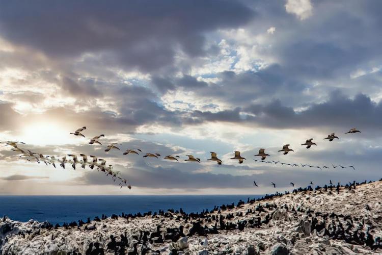 Blake-DruckerBo-Bird-Island-Bird_Photo_18x24