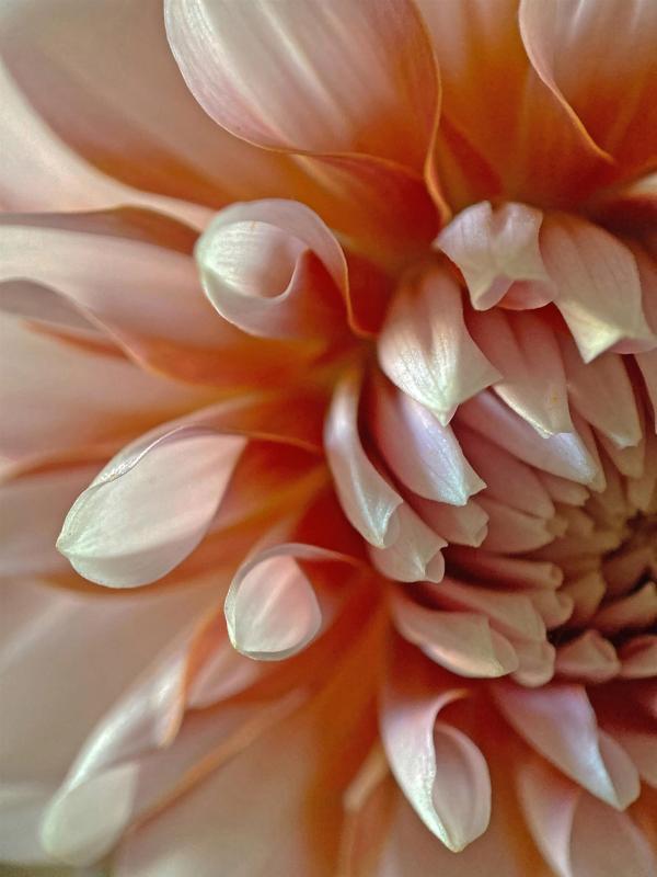 MoranCa-Peach-Dahlia-2_Photo_16x12x1