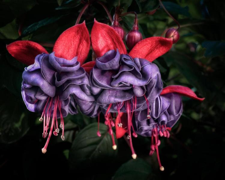 BorrelliPa-Dancing-Fuchsias-Photo-16x20