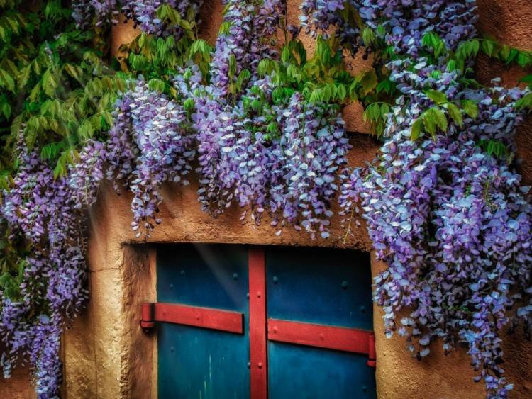 BorrelliPa-Wisteria-Canopy-Photo-16x20