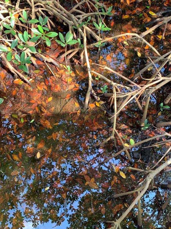 KayCh-Mangrove-ReflectionsWeedon-Island-Preserve_Photo_15x12