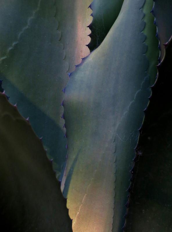 EverittAn-Succulent-220917114351_1