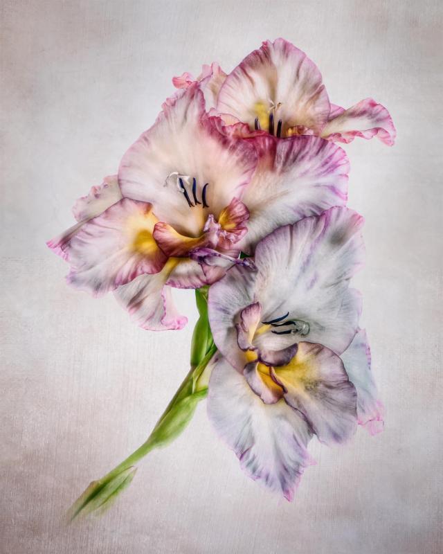 BorrelliPa-Gladiola-220730213325_1