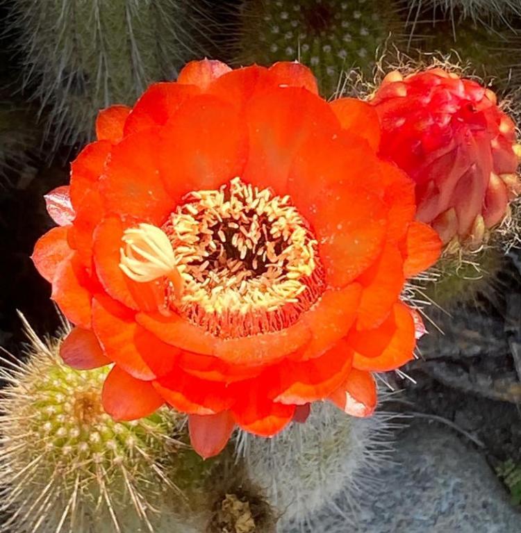 KayCh-Red-cactus-Flower-220723093338_1