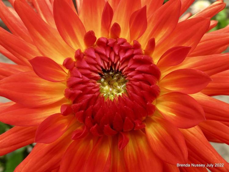 NusseyBr-Sunshine-in-a-Dahlia-220729174522_1