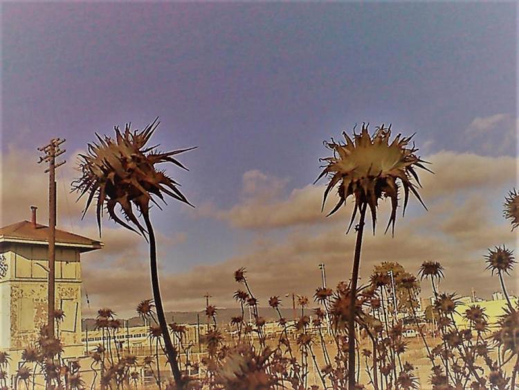 mcguirepa-URBAN-STAR-THISTLES-220712183439_1