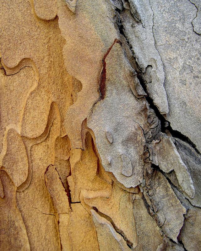 SobolHe-Bark-Series-6-Italian-stone-pine-Pinus-pinea-230614180216_1