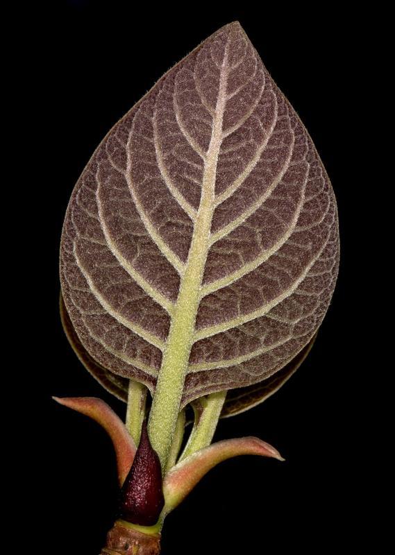 BoornSt-Tree-in-a-leaf-230620153712_1