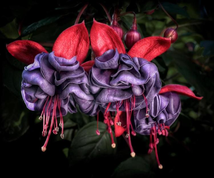 BorrelliPa-Dancing-Fuchsias-230615125445_1