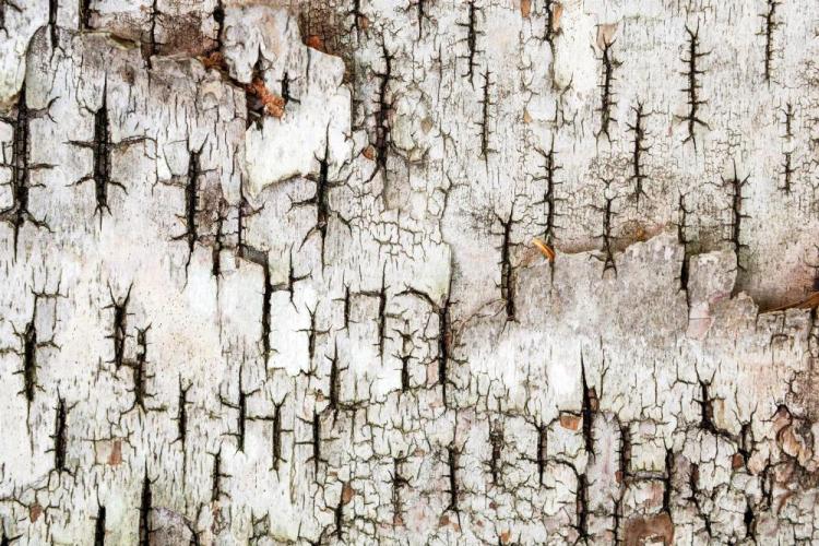 GardnerDa-Birch-Bark-Acadia-National-Park-ME-2008-230623145817_1