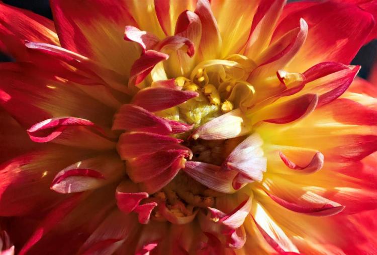 GonzalvesLi-Dahlia-230624120902_1