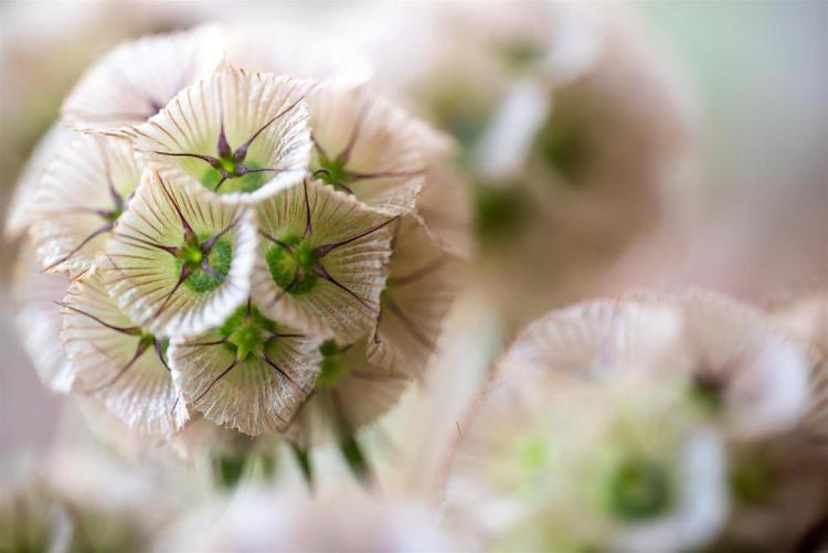 GonzalvesLi-Scabiosa-230624120604_1