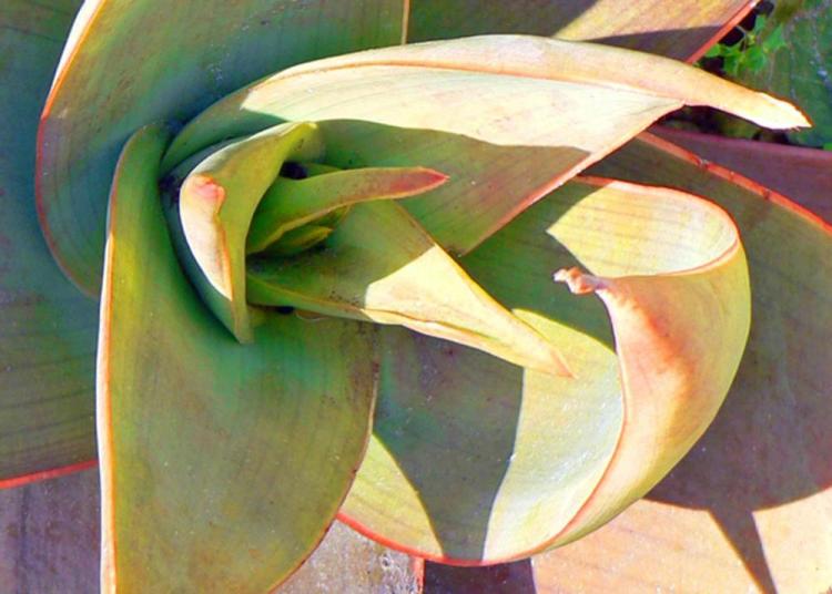 HayCa-Echeveria-230624201818_1
