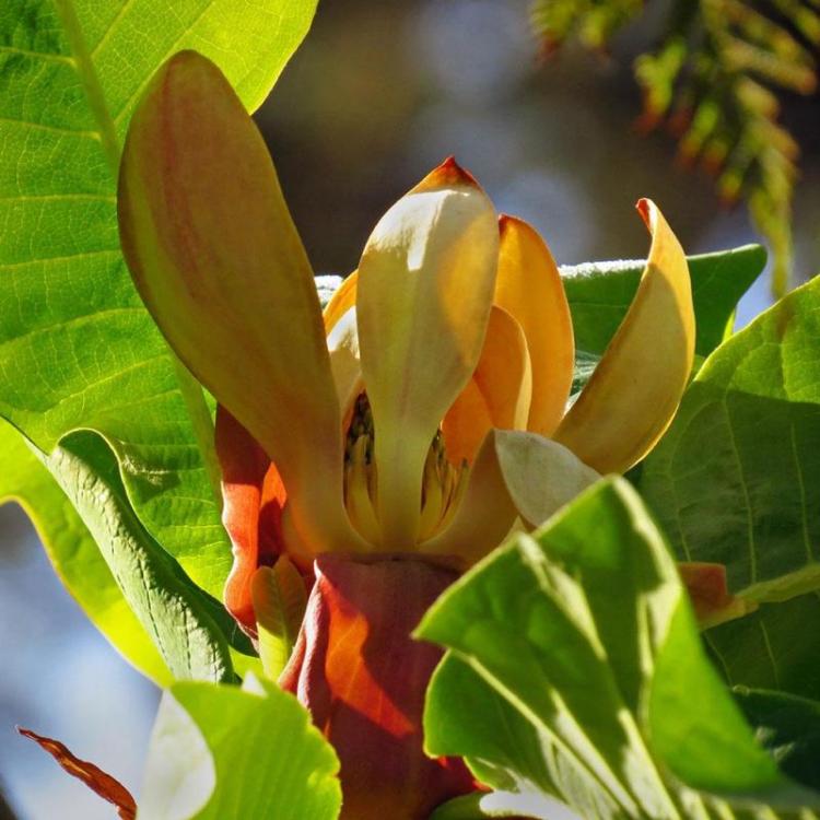LandisBa-Magnolia-Officinalis-230624082235_1