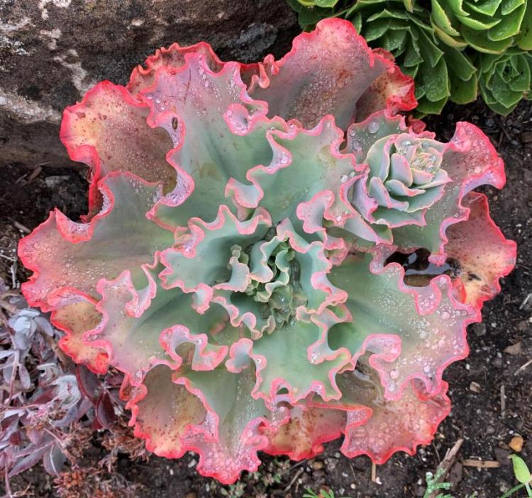 Lubanski-WengerBa-Echeveria-Giant-Blue-Succulent-230614122118_1