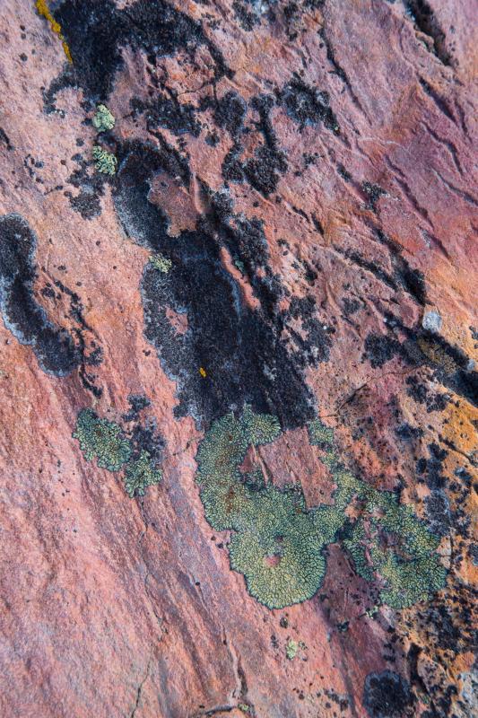 TeichmanLi-Im-Lichen-This-230613132128_1