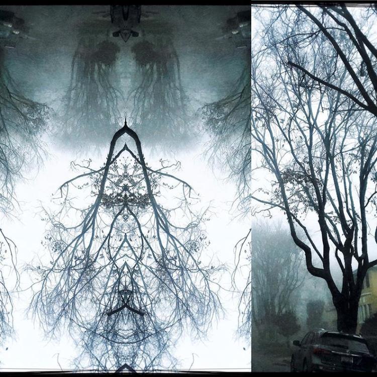 KirshenbaumSu-Tree-series-Fog-and-Mist-PhotoArt_20x16