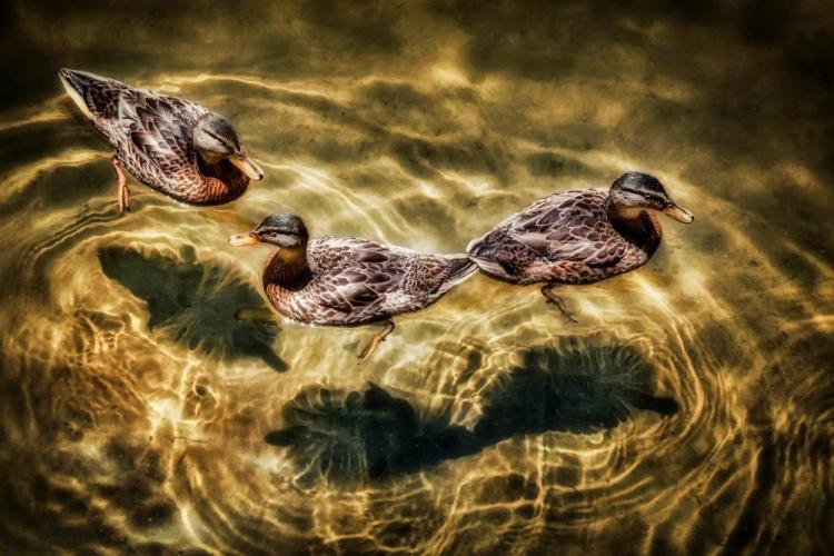 1_BorrelliPa-Water-Shadows-230522115632_1