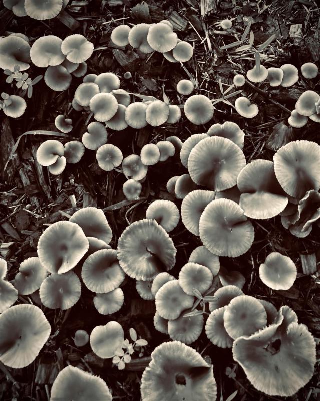 HoefgenJi-Mushroom-Bloom-Photo_16x20