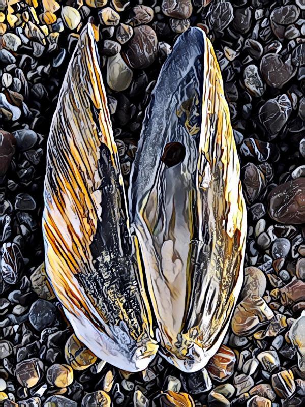 BarnettJu-Sea-Mussel-230401124558_1