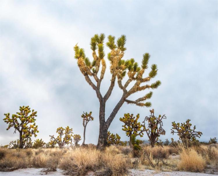 CataldoBe-The-Desert-Trees-230330100749_1