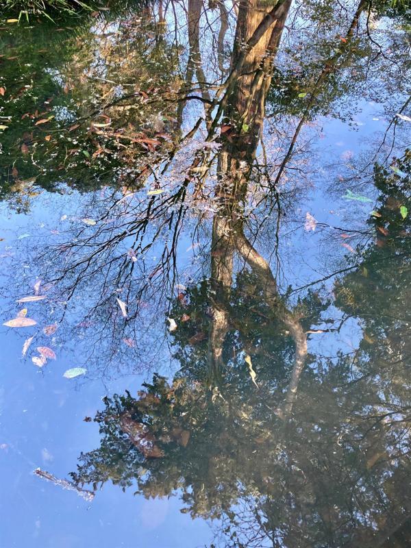 MoranCa-Pond-Reflections-2-230331180833_1