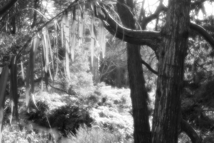 PittPa-Hanging-Vegetation-230331135457_1