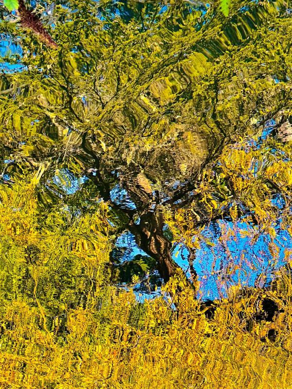 TrueLi-Pond-Impression-of-a-Tree-230328230732_1