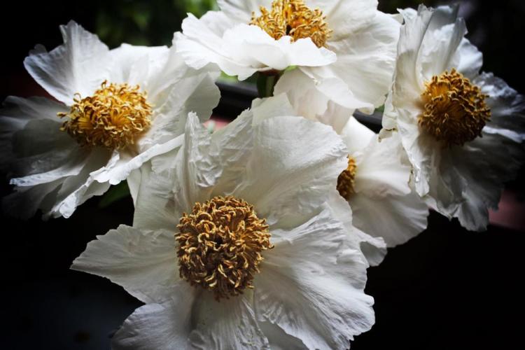 VanZandtVi-Peonies-230401173129_1