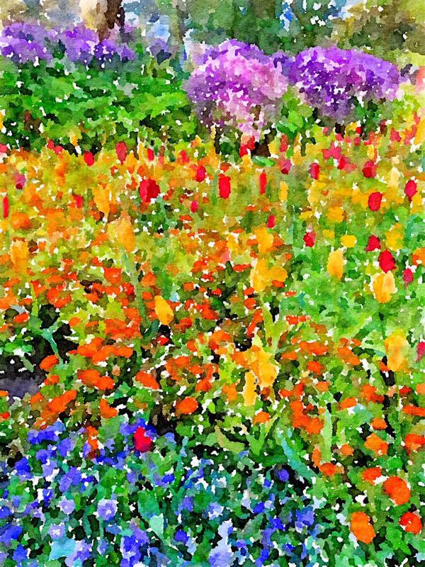 KayCh-Tulips-in-Golden-Gate-Park-240203084602_1