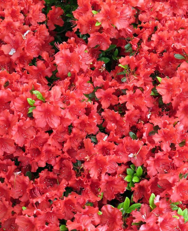 LandisBa-Azalea-blooms-240131065023_1