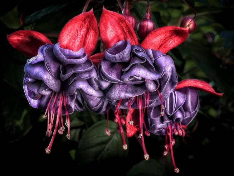BorrelliPa-Dancing-Fuchsias-240404125501_1