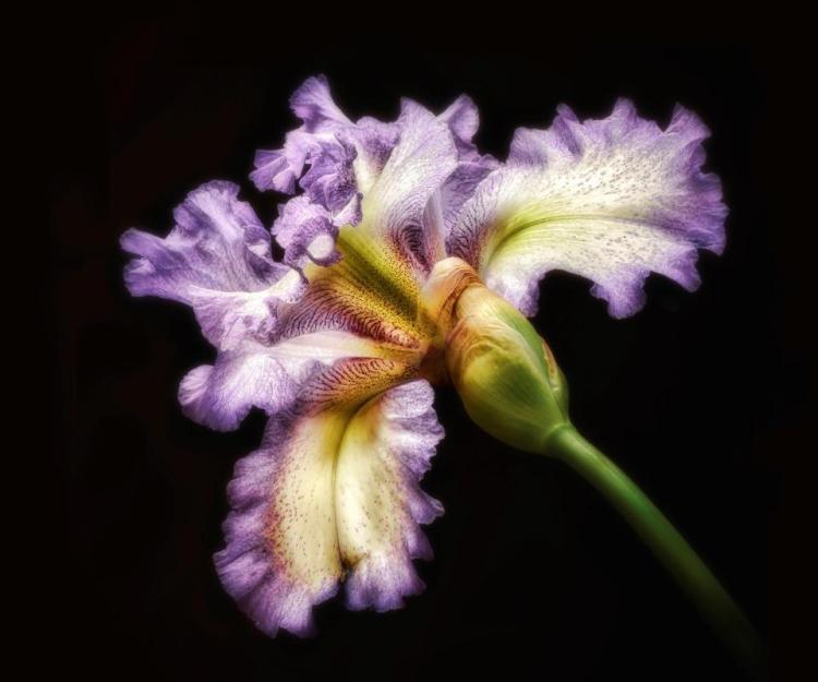 BorrelliPa-Iris-Emerging-240404120212_1