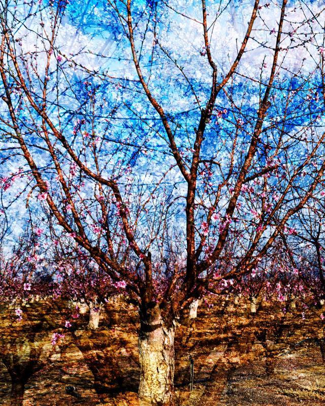 BriggsAl-Kingsburg-Blossom-Trail-2025-No-1-250323102303_1