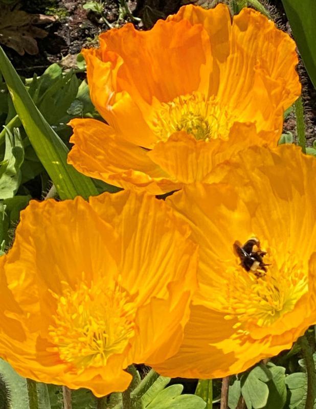 KayCh-Yellow-Flowers-and-Bee-250331102938_1