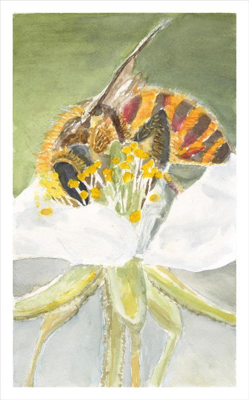 Lubanski-WengerBa-Bee-in-White-Flower-250322124129_1