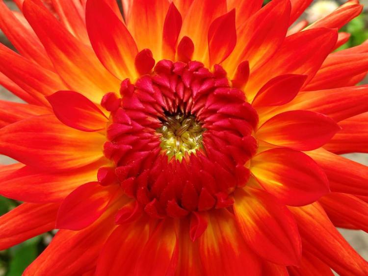 NusseyBr-Sunshine-in-a-Dahlia-250404165919_1
