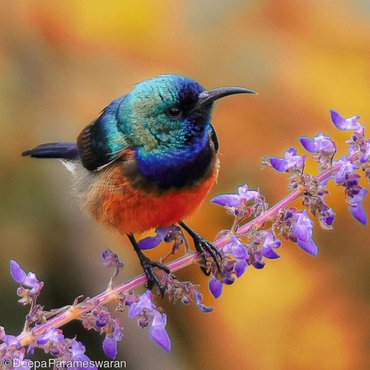 ParameswaranDe-Colors-of-Life-250325022115_1