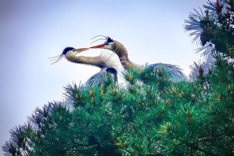 SobolHe-Blue-Heron-Series-3-Golden-Gate-Park-250405013902_1