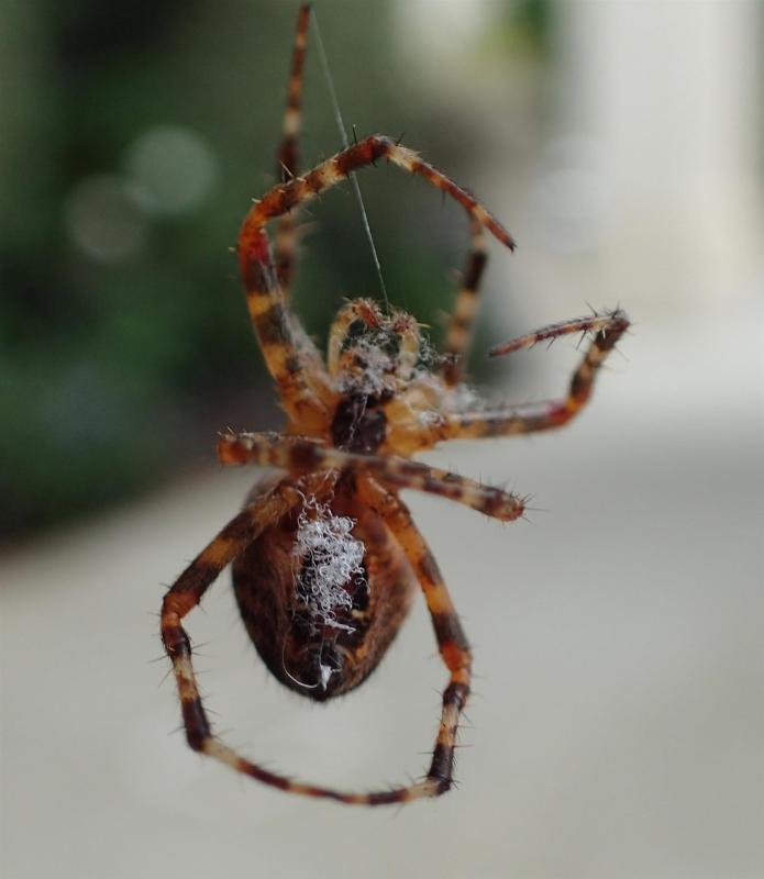 SullivanMa-Spider-250403141323_1