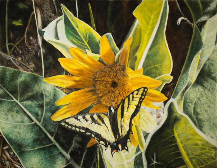 SullivanMa-Sunflower-Butterfly-250403140856_1