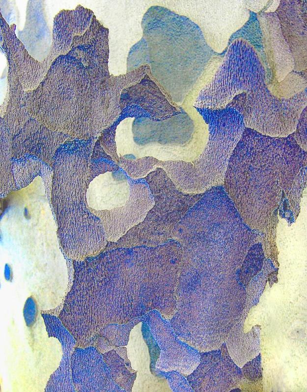 SobolHe-The-Beauty-of-Bark-Series-34-250830150348_1