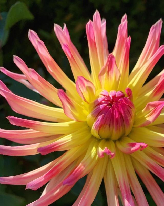 MarkBa-Raspberry-and-Lemon-251230205002_1