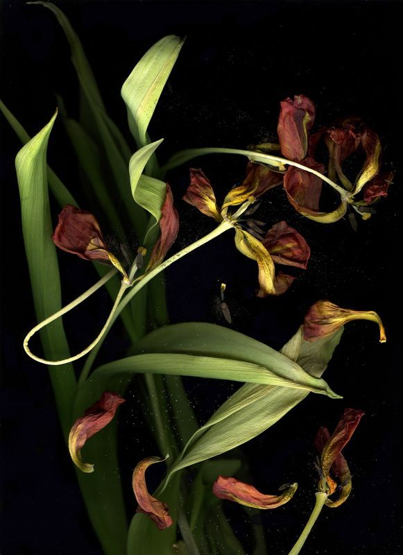 ShislerMa-Wabi-Sabi-Tulips-260801171738_94f88790bf3645f697f7c5ffafbb7639