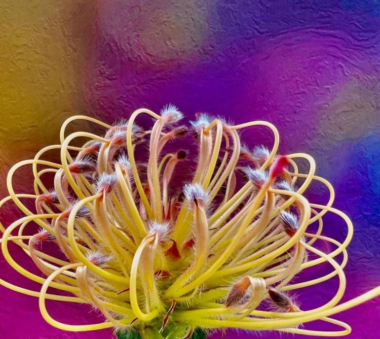 MarkBa-PlantBased-Van-Gogh-260223154316_1