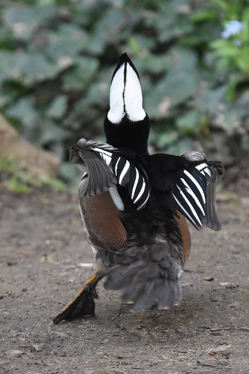 ArthurJe-Dancing-Hooded-Merganser_Photo_21x17