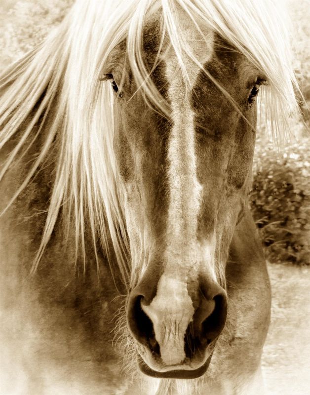 BorrelliPa-Rescued_Photo_20x16