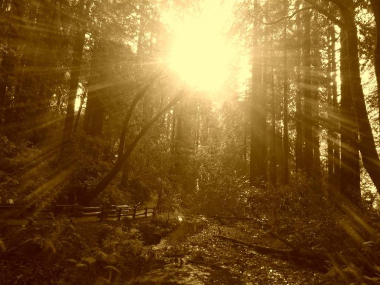 PittPa-Autumn-Sun_Photo_16x20
