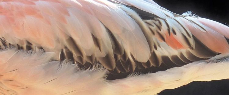 AllenLe-Sea-Birds-006_Photo_6.23x15